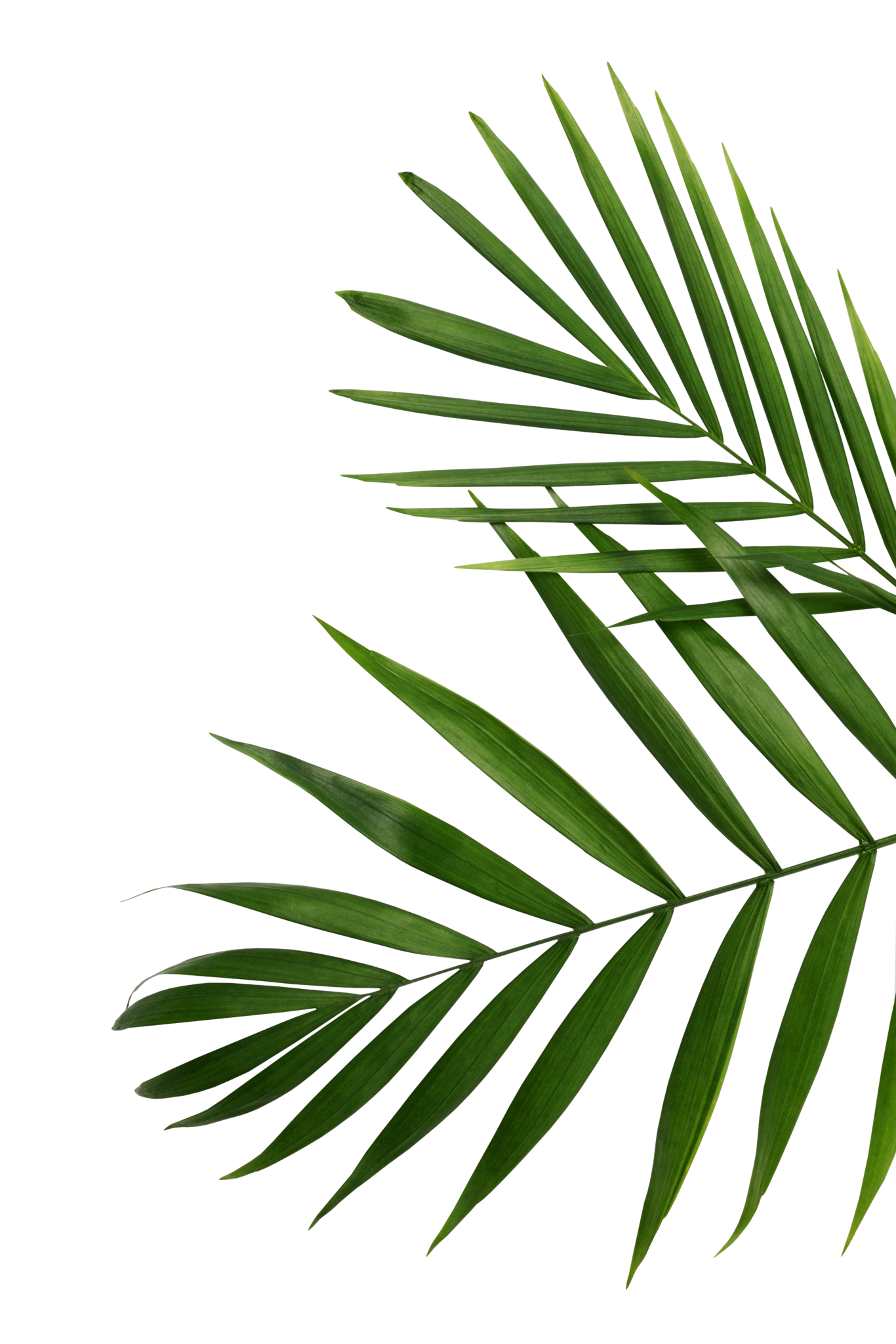 Three branch right